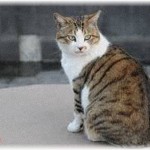 【和む話】うちの猫は日本語が分かるらしい。例えばお客さんが来た時に「猫や、お客さんにご挨拶しなさい」と言うと「にゃあ」と言う。空模様が怪しい時に外に出ようとする猫に「雨が降りそうだからやめときなさい」と言うと、くるっと引き返してくる。