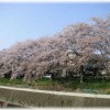 【イラッとする話】ママ友達とお花見しようとお誘いメールを送った。当日は天気が良くなかったので参加メンバーにメールし中止とした。すると最初のお誘いメールで返信のなかったママ友が怒っているという話を聞いて…