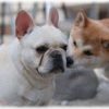 【ペット】うちの2匹の犬は、里親さんから譲り受けることになった犬。最初に来たのはフレブルで、毛や皮膚がボロボロで、ずっと下痢してるようなひどい状態だった。しかし、通院したらきれいな姿に。しばらくしてまたひょんなことから、近所の狂ったように吠える柴を貰うことになった。
