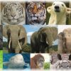 【妻の秘密】旦那に子供の情操教育のためにペットを飼おうと提案されたが、実は私は動物が苦手・・・